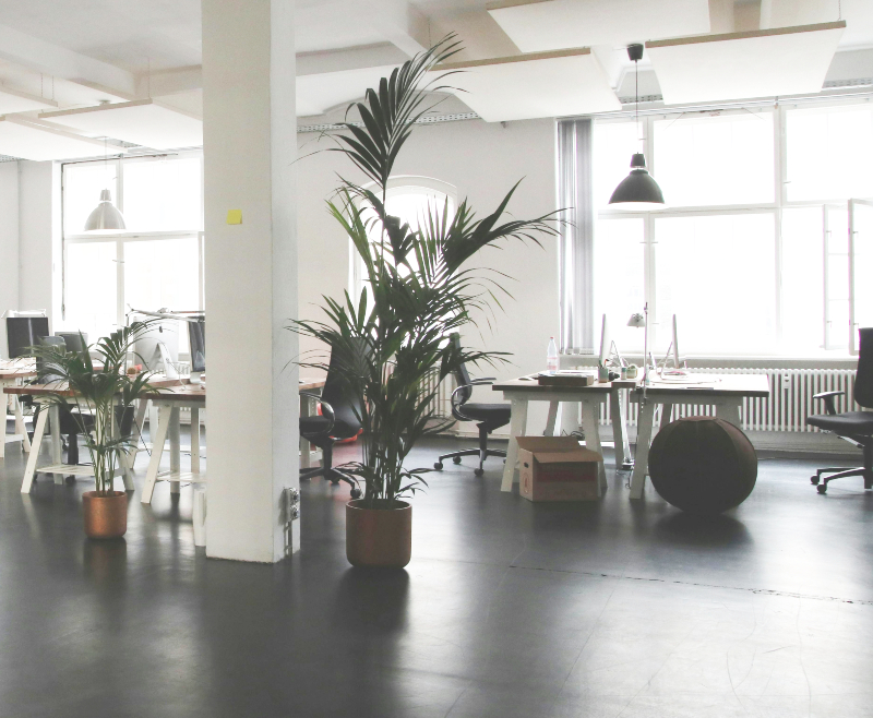 Modern open-plan office with indoor plants and natural lighting